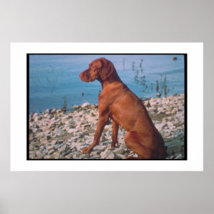 Vizsla Plakat