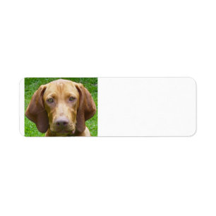 vizsla.png