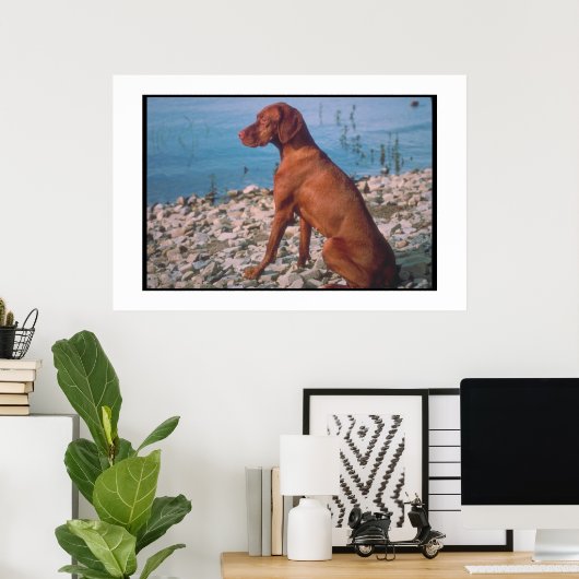 Vizsla Poster (Heimbüro)