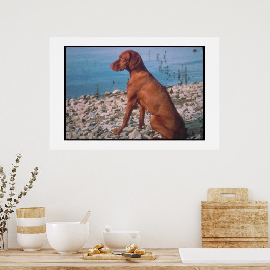Vizsla Poster (Küche)