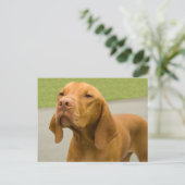 Vizsla Postkarte (Stehend Vorderseite)