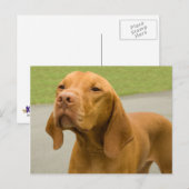 Vizsla Postkarte (Vorne/Hinten)