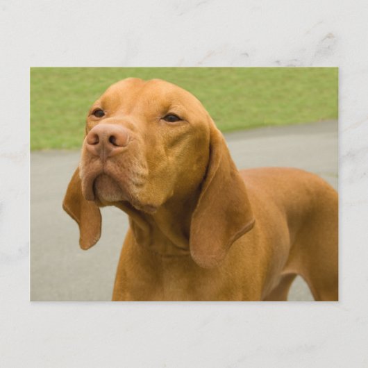 Vizsla Postkarte (Vorderseite)