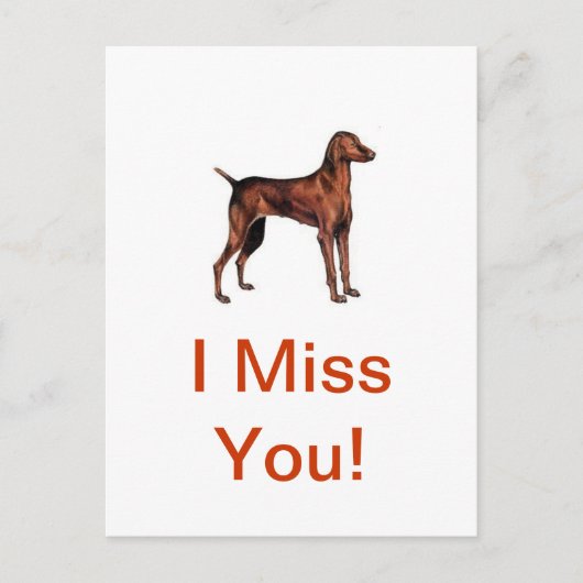 Vizsla Postkarte (Vorderseite)