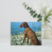 Vizsla Postkarte (Stehend Vorderseite)