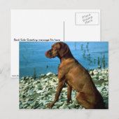 Vizsla Postkarte (Vorne/Hinten)