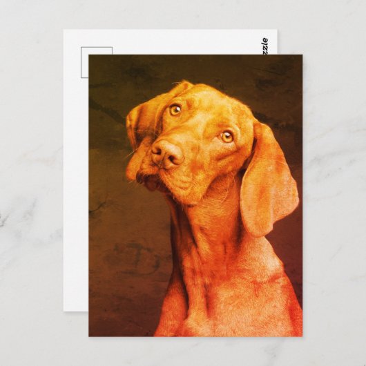 Vizsla Postkarte (Vorne/Hinten)