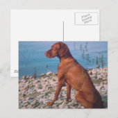 Vizsla Postkarte (Vorne/Hinten)