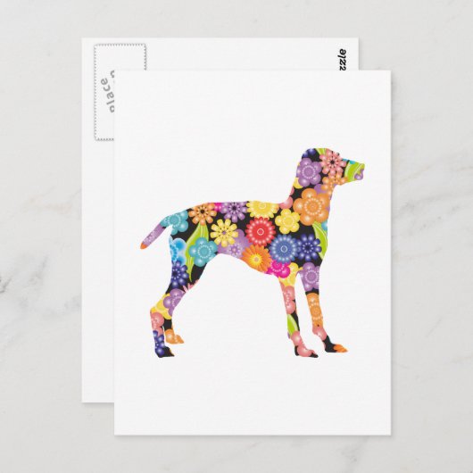 Vizsla Postkarte (Vorne/Hinten)