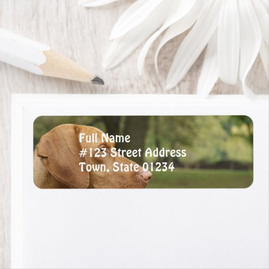 Vizsla Puppy (Insitu)