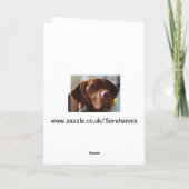 Vizsla - schauen meine Ohren groß? Karte (Rückseite)