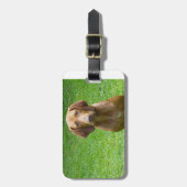 vizsla sitting.png gepäckanhänger (Vorderseite vertikal)