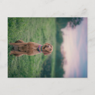 Vizsla sitzend postkarte