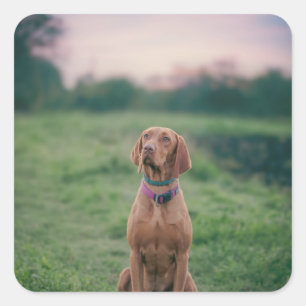 Vizsla sitzend quadratischer aufkleber