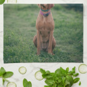 Vizsla-Sitzung Geschirrtuch (Gefaltet)