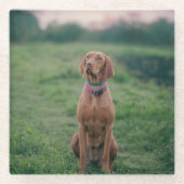 Vizsla-Sitzung Glasuntersetzer (Vorderseite)