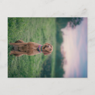 Vizsla-Sitzung Postkarte
