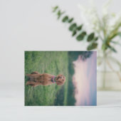 Vizsla-Sitzung Postkarte (Stehend Vorderseite)