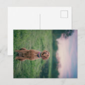 Vizsla-Sitzung Postkarte (Vorne/Hinten)