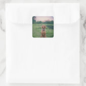 Vizsla-Sitzung Quadratischer Aufkleber (Tasche)