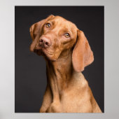 Vizsla Sporting Dog Poster (Vorne)