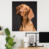 Vizsla Sporting Dog Poster (Heimbüro)