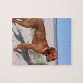 Vizsla Vollbild Puzzle (Horizontal)