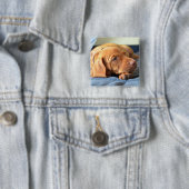 Vizsla Welpe, der auf seiner Tatze stillsteht Button (Beispiel)