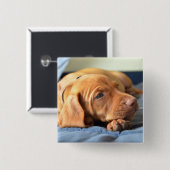 Vizsla Welpe, der auf seiner Tatze stillsteht Button (Vorne & Hinten)