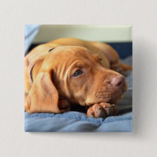 Vizsla Welpe, der auf seiner Tatze stillsteht Button (Vorderseite)