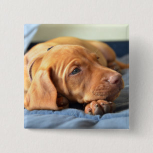 Vizsla Welpe, der auf seiner Tatze stillsteht Button