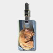 Vizsla Welpe, der auf seiner Tatze stillsteht Gepäckanhänger (Vorderseite vertikal)