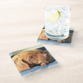 Vizsla Welpe, der auf seiner Tatze stillsteht Glasuntersetzer (Schrägansicht)