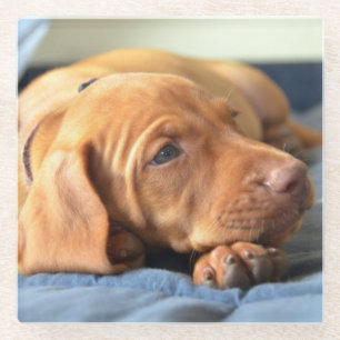 Vizsla Welpe, der auf seiner Tatze stillsteht Glasuntersetzer