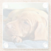 Vizsla Welpe, der auf seiner Tatze stillsteht Glasuntersetzer (Rückseite)