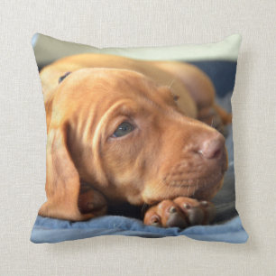 Vizsla Welpe, der auf seiner Tatze stillsteht Kissen