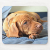 Vizsla Welpe, der auf seiner Tatze stillsteht Mousepad (Vorne)