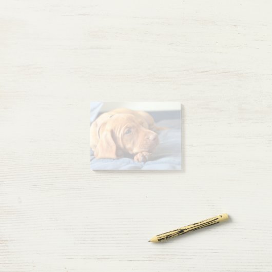 Vizsla Welpe, der auf seiner Tatze stillsteht Post-it Klebezettel (Auf Schreibtisch)