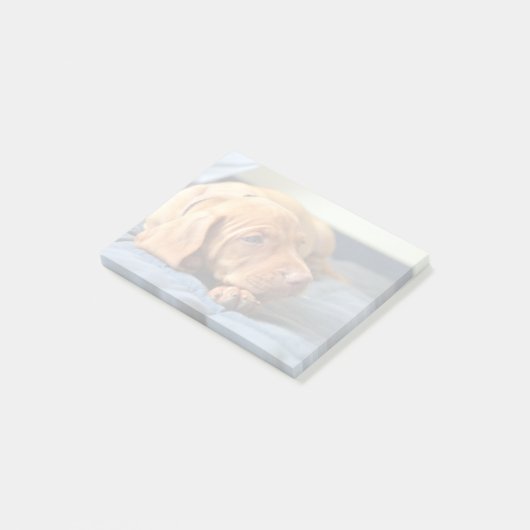 Vizsla Welpe, der auf seiner Tatze stillsteht Post-it Klebezettel (angewinkelt)