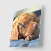 Vizsla Welpe, der auf seiner Tatze stillsteht Quadratische Wanduhr (Winkel)