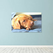 Vizsla Welpe, die auf der Paw Leinwanddruck (Insitu (Holzboden))