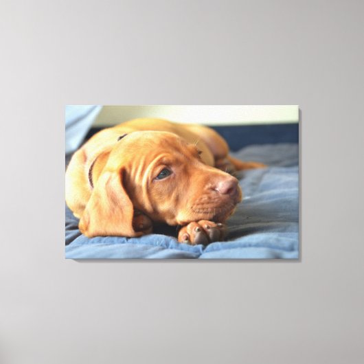 Vizsla Welpe, die auf der Paw Leinwanddruck (Vorderseite)