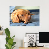 Vizsla Welpe, die auf der Paw Poster (Heimbüro)