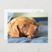 Vizsla Welpe, die auf der Paw Postkarte (Vorne/Hinten)