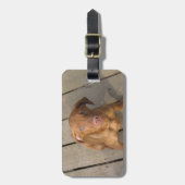 vizsla Welpe Gepäckanhänger (Vorderseite vertikal)