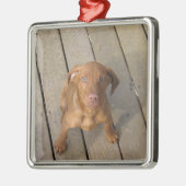 Vizsla Welpe Ornament Aus Metall (Links)