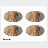 Vizsla Welpe Ovaler Aufkleber (Blatt)