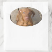Vizsla Welpe Ovaler Aufkleber (Tasche)