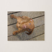 Vizsla Welpe Puzzle (Horizontal)