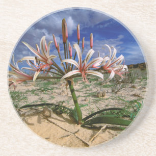 Vlei Lilie (Nerine Laticoma) in Blume Untersetzer